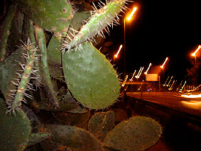 :: motorway cactus ::